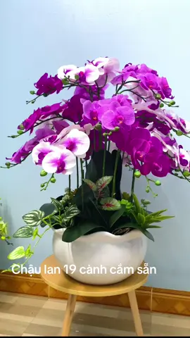 Hoa lan cắm sẵn các bác chỉ việc chưng tết thôi ạ #trangtrinhacua #hoalancaosu #haunguyenstore1 #trangtritet #hoalanhodiep #