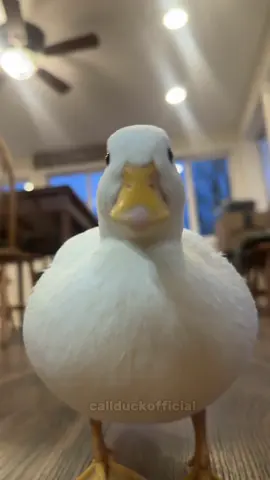 That one duck edit.  Drink water! 