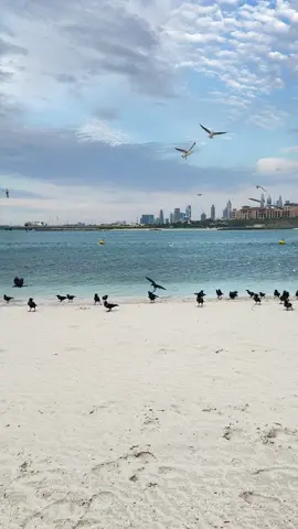 تلاحق الي تبقى من الغلا.. #fypシ 