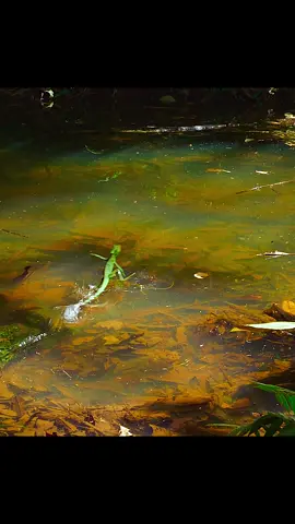 Lizard duel style#animal #tiktok #fyp 