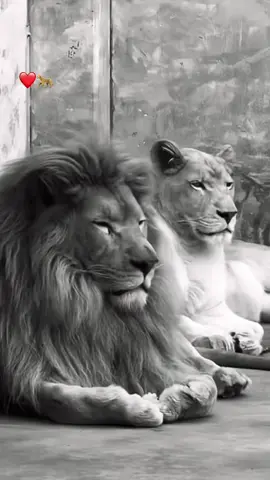 #CapCut #פוריו #❤️🐆 #لايك❤️ #جلجوليه_كفرقاسم_كفربرا_يافا 