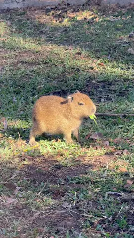 Tupi monch #animals #capybara #cuteanimals #babyanimals #fyp
