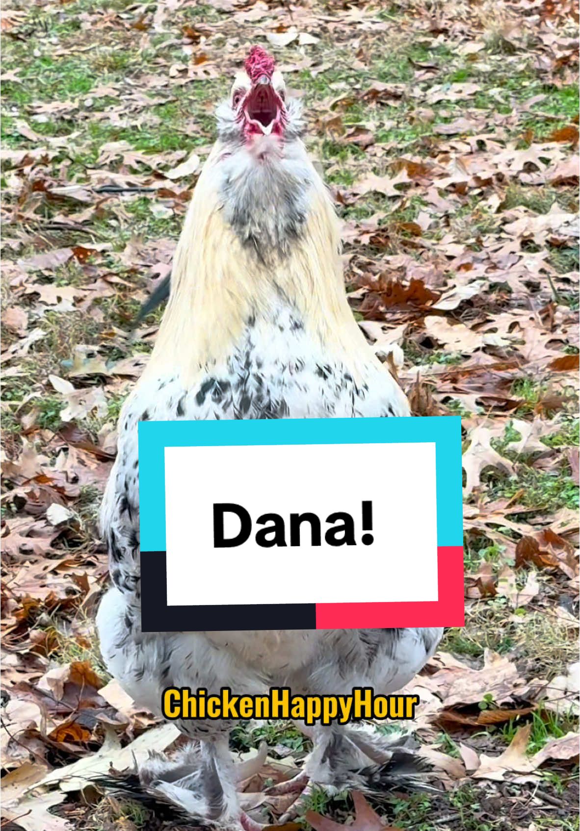 Frankie the #rooster calls #dana #danna #chickensoftiktok #funny #chicken #memesdaily #chickenhappyhour  