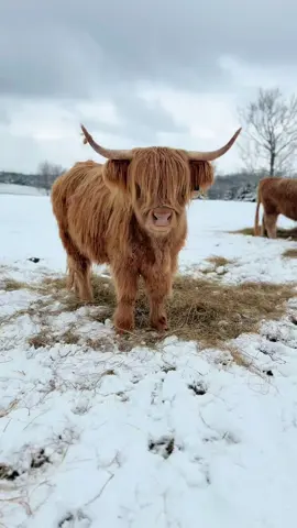 Annye #millcreekfarmstn #cookevilletennessee #tennessee #foryoupage #fyp #highlandcattle #cowsoftiktok #cow #highlandcow #snowday 
