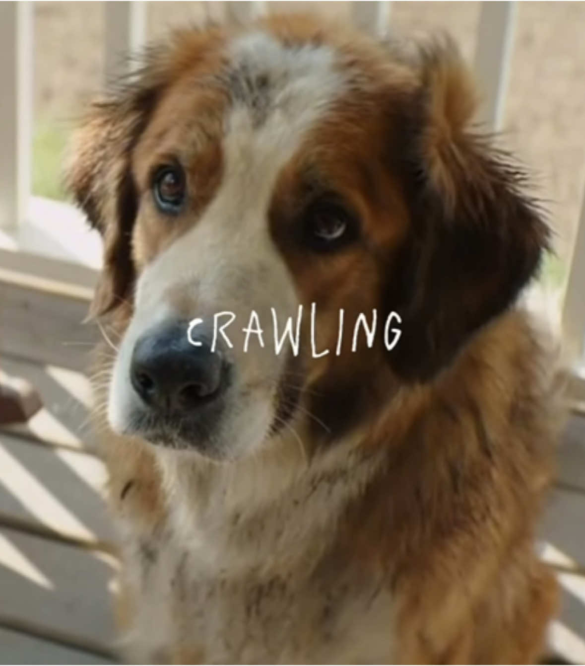 felt obligated to make this #adogspurpose #doiwannaknow 