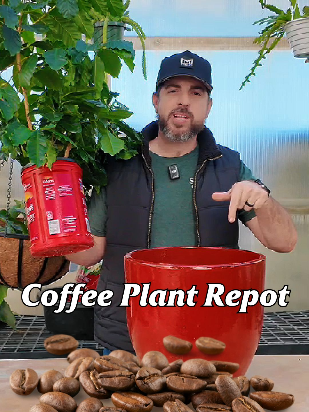 My coffee plant is brewing up a growth spurt, so it’s time for a latte more room! ☕🪴 Watch as I repot this beauty into a bigger home for happy roots and even happier vibes. 🌿✨ #smithsgardentown #coffeelove #repottingtime #houseplantcare #plantparentlife