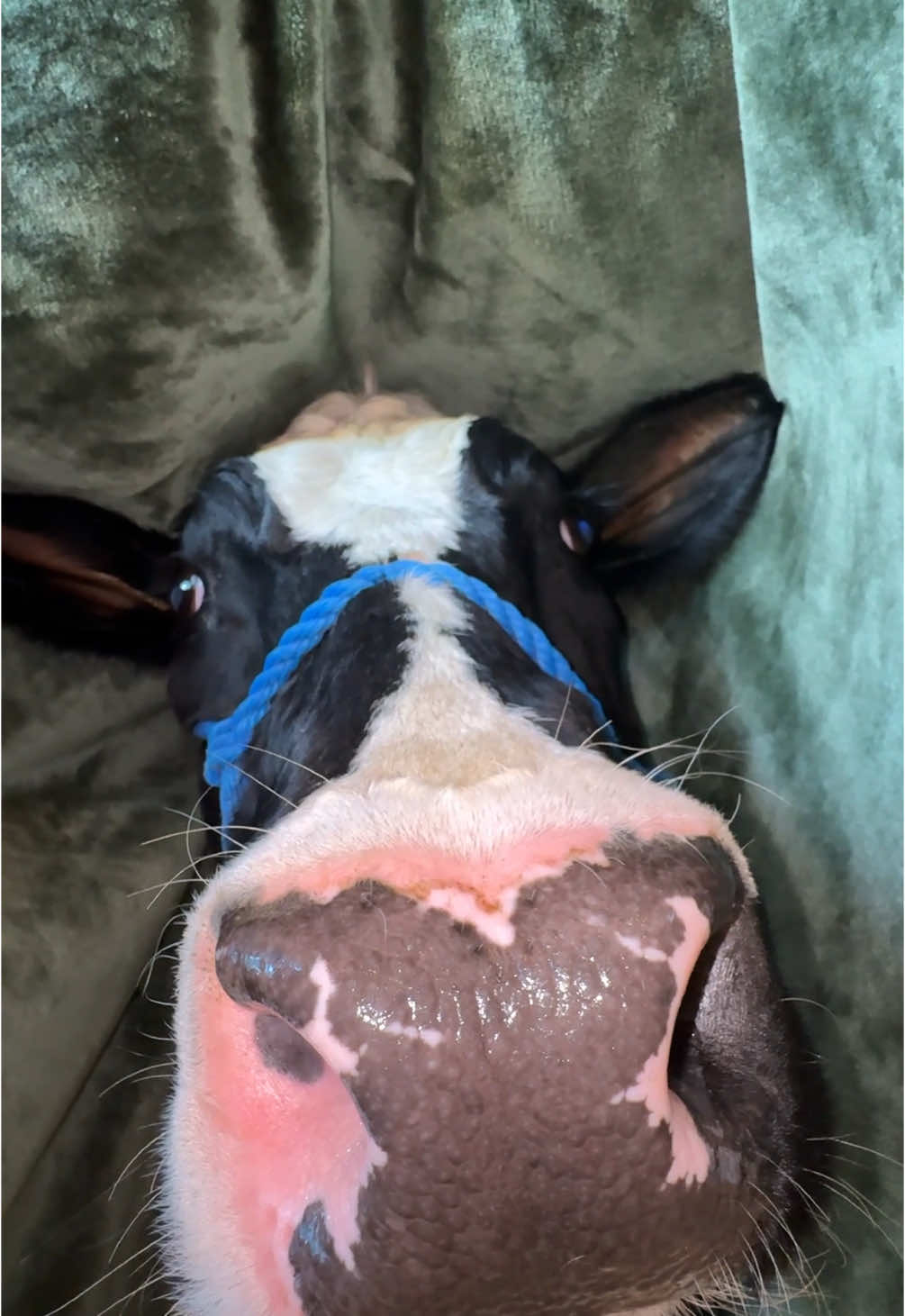 Trying to eat without Bruce! #cow #brucethecow #farm #animals IB: @Kaja & Macho 🥰 
