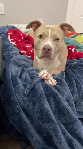 Who did it? #dogs #dogvideos 