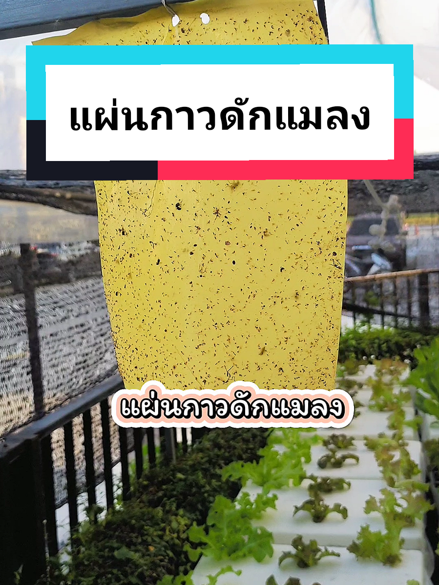 แผ่นกาวดักแมลงใช้ดักจับแมลง#เทรนด์วันนี้ #แผ่นกาวดักแมลง #แผ่นกาวดักแมลงสีเหลือง #แผ่นกาวดักแมลงสีน้ำเงิน #แผ่นกาวดักแมลงวันทอง #แผ่นกาวดักแมลงวัน #ป้องกันแมลง #@กร🛒Tinnakorn,รีวิว @นก ชอบพาช๊อปพาชิม @กร_เกษตรทาวน์โฮม @กร_เกษตรทาวน์โฮม @กร_เกษตรทาวน์โฮม 