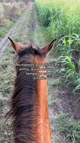 #fyp #really #contenido #paratí #caballos 