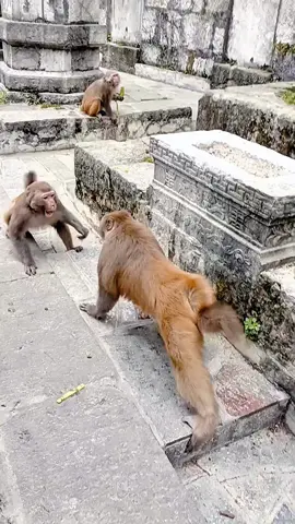 #tiktok #monkey #Decompression #foryou 
