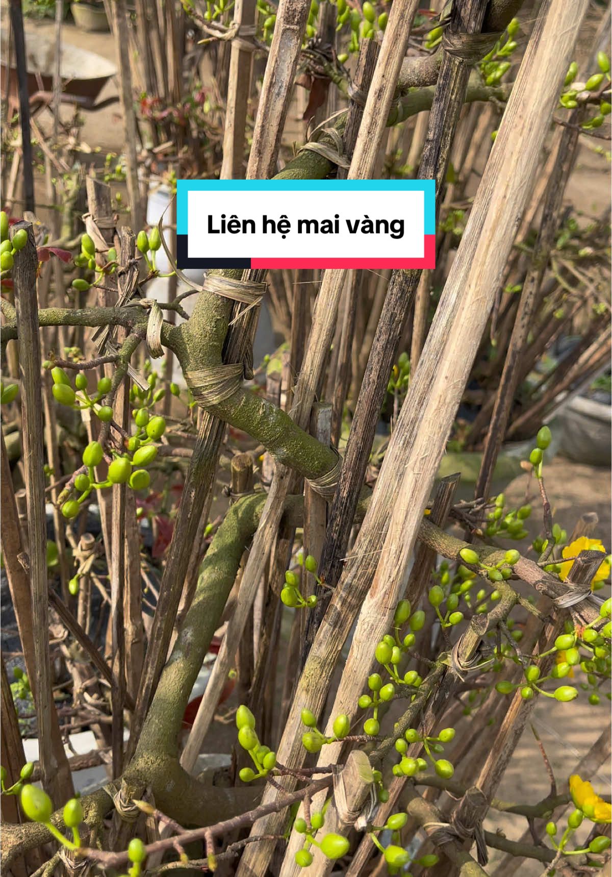 Mai vàng Bình Định - nụ búp kịp Tết cho ngoài Bắc nha #maivang #caymaivang #maivangbonsai #MaiVangBinhĐinh 