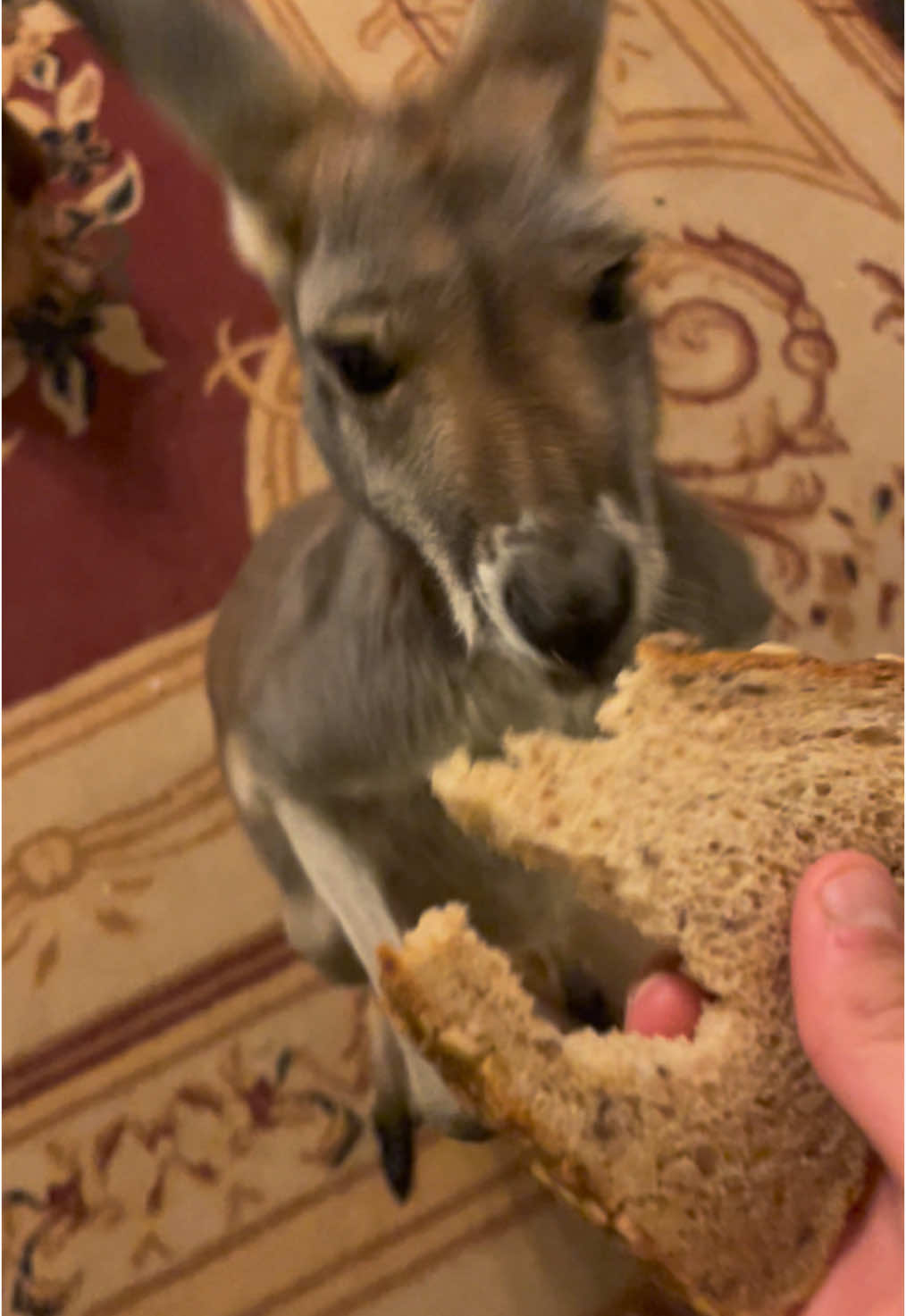 When your playlist and your pet sync up perfectly 🦘🎶 #jumparound #kangaroodancechallenge #exoticanimal #roo #wildaustralia #🦘 #farm #kangaroo #foryou #viralvideo #animalsoftiktok 