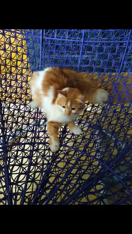 bagi yang melihat atau menemukan kucing seperti di poto bisa dm sy ya gaes hilang sekitaran cabang4 lampung utara nanti ada imbalan nya🥲🙏🏻🙏🏻#cabang4lampungutara #kucinghilang#anggora 