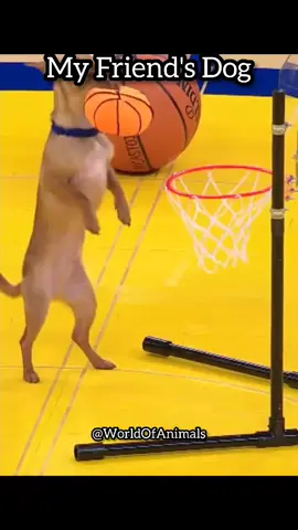 #fyp #fypageシ #dog #dogsoftiktok #dogs #animal #compilation #funnyvideo #myfriends #myfriend 