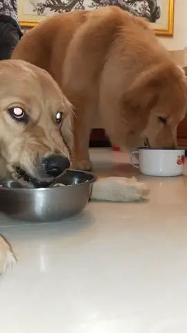 My dog got angry 😡! #dog #dogsoftiktok #eating #dogeating #dogeatingsound #dogmukbang #mukbangvideo #doglovers #dogbarking #angrydog 