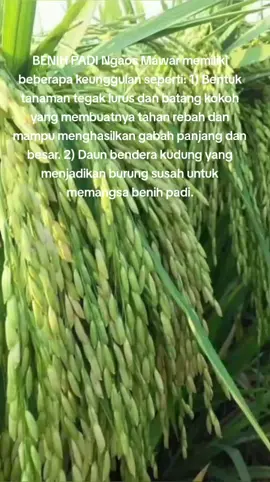 Benih padi Ngaos Mawar memiliki beberapa kelebihan, di antaranya: Tahan hama dan penyakit: Benih padi Ngaos Mawar memiliki daun bendera yang kudung sehingga burung sulit memangsa benihnya.  Panen cepat: Umur tanaman padi Ngaos Mawar sekitar 95-100 hari.  Hasil panen melimpah: Potensi hasil panen padi Ngaos Mawar bisa mencapai 11 ton per hektar.  Cocok untuk berbagai kondisi tanah: Benih padi Ngaos Mawar bisa ditanam di lahan irigasi maupun teduh hujan.  Nasi pulen dan wangi: Hasil panen padi Ngaos Mawar menghasilkan nasi yang pulen dan wangi.  Bobot besar: Benih padi Ngaos Mawar memiliki bobot besar yang dapat meningkatkan hasil panen.  Benih padi Ngaos Mawar cocok untuk petani pemula maupun profesional#viral_video #farm #farmlife #brandatiktok #pejuangfyp #viraltiktoks #jakarta #hair #far #pejuang1kfollower #virall #viralditiktok #viralvideo #brandafypシ #fyppp #viraltiktokr #jelajahbandung #jelajahbali #affiliatemarketing #hashtag #hashtags #i #ig#petanimuda #petaniindonesia🇮🇩🇮🇩🇮🇩🌿🌿#popular#fyp #salingsuport #algoritma #idekonten #TikTok AwardsID#padi unggul 2025 #padi unggul #3 padi unggul 2025