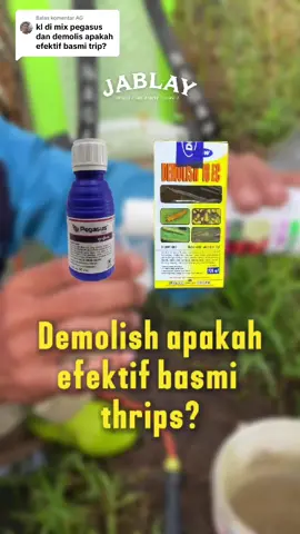 Membalas @AG Pegasus & Demolish? Jangan Asal Campur! #PetaniCerdas #CabeLebat #TipsPertanian #BenihUnggul #tokderty 