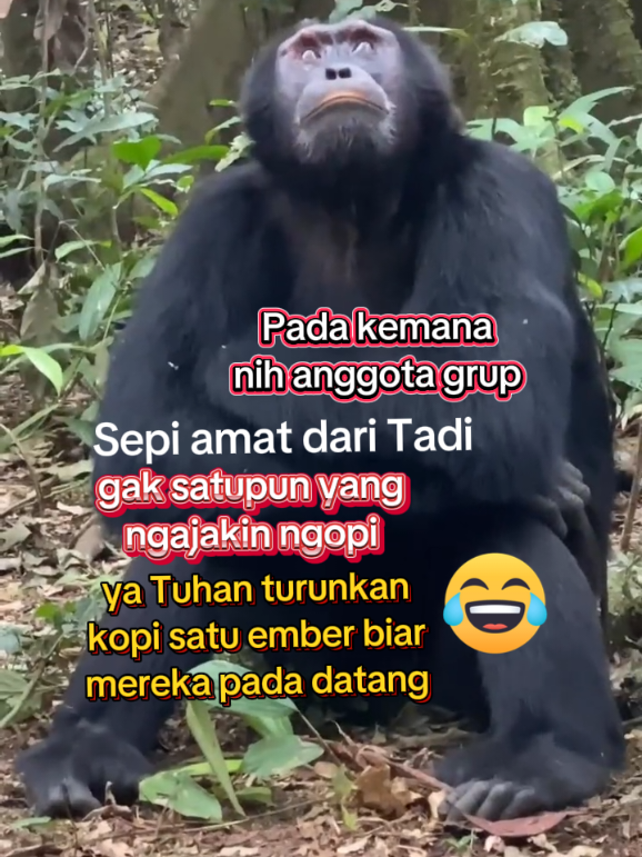 #memehewan #lucuviral #anggotagrup #iniviral #tiktokvideo