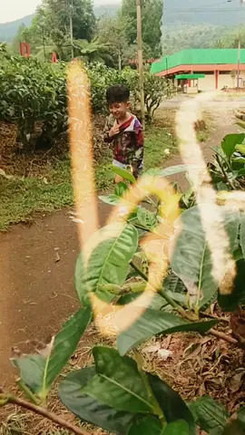 pengen jadi conten creator katanya 😁😁😁 #fyp #wisatagarut📍 #wonderfullindonesia 