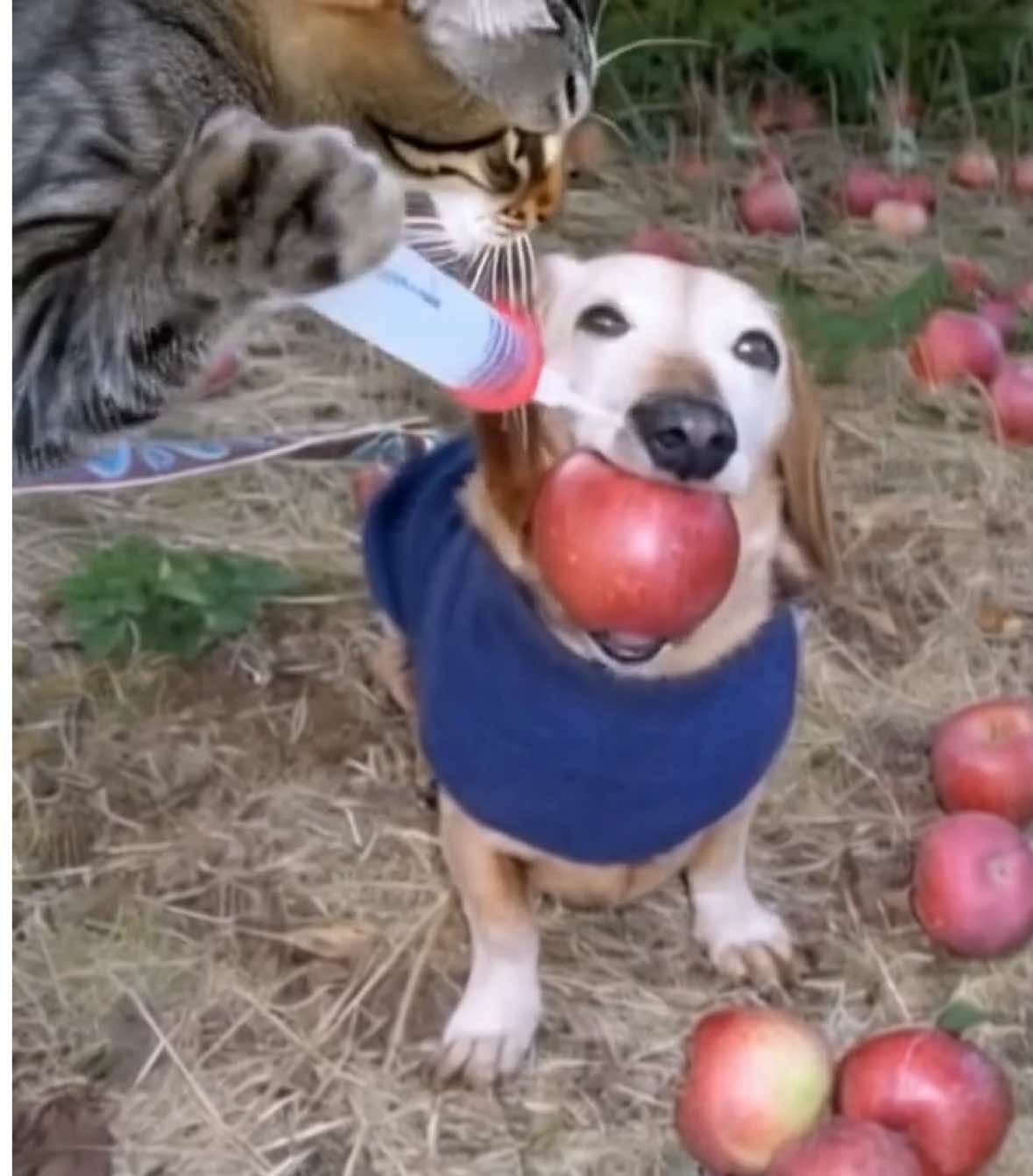 apple dog and doctor cat 🍎🐕💉🐈 #ai #minimax #appledog #собака #яблоко 