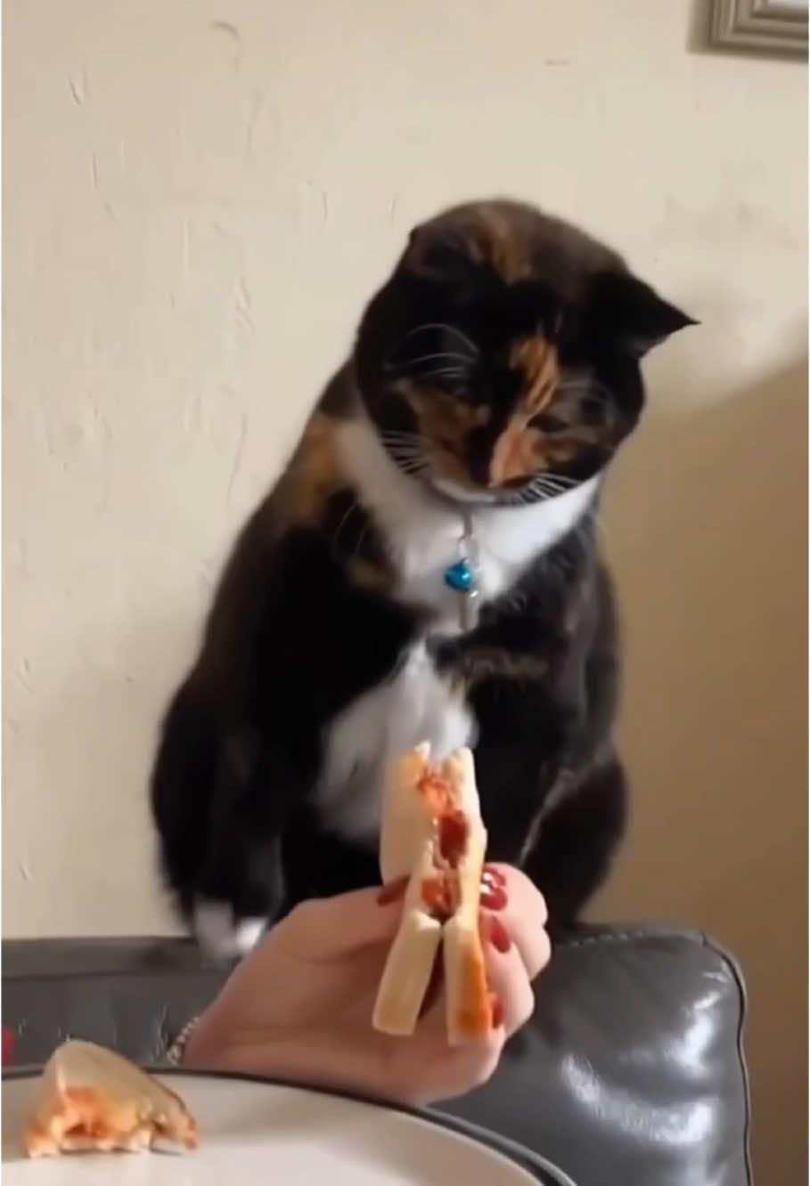 The cat was caught stealing something #cat #funnytiktok #animals #cuteanimals 