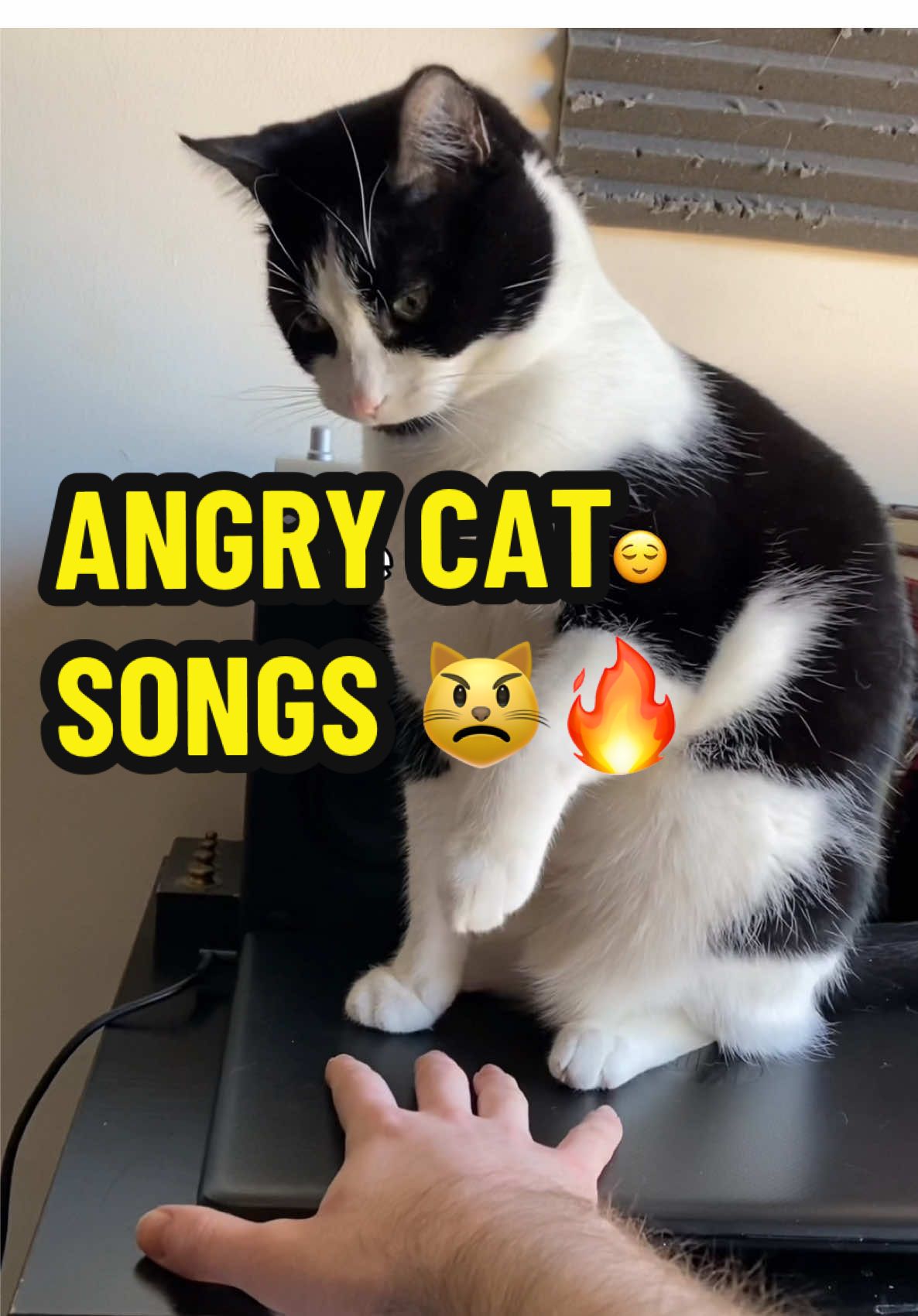ANGRY CAT SONGS. 😾 (four furious throwbacks) #angrycatsongs #catsongs #smartestcatintheworld 