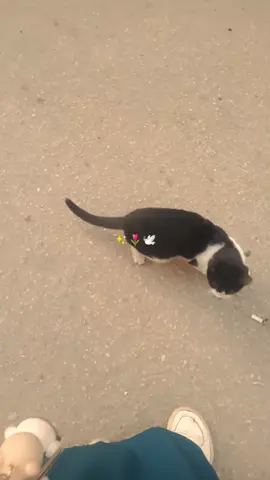 #كنت ماشيه في الشارع ولقيت الجمال ده اول مره العب مع قطه من الشارع  بجد القطط دي حاجه مضاده للاكتئاب  لعبت معاها وكانت وانا ماشيه كانت ماشيه  ورائه مش عايزه تسبني ❤️❤️😻🐈🐈