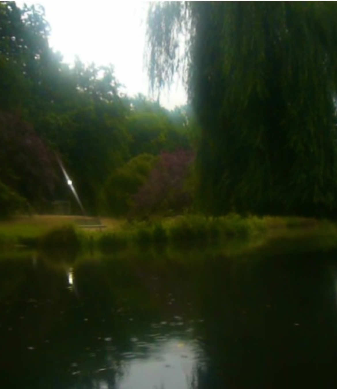 magical #digicam #digitalcamera #pointandshoot #oldcamera #videodiary #nostalgia #early2000s #memories #dream #nature #trees #forest #river #creek #nz 