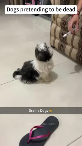 Dogs hate medicine🥹🤣#doglover #dogmedicine #fyp #funnydogs #dogsoftiktok 