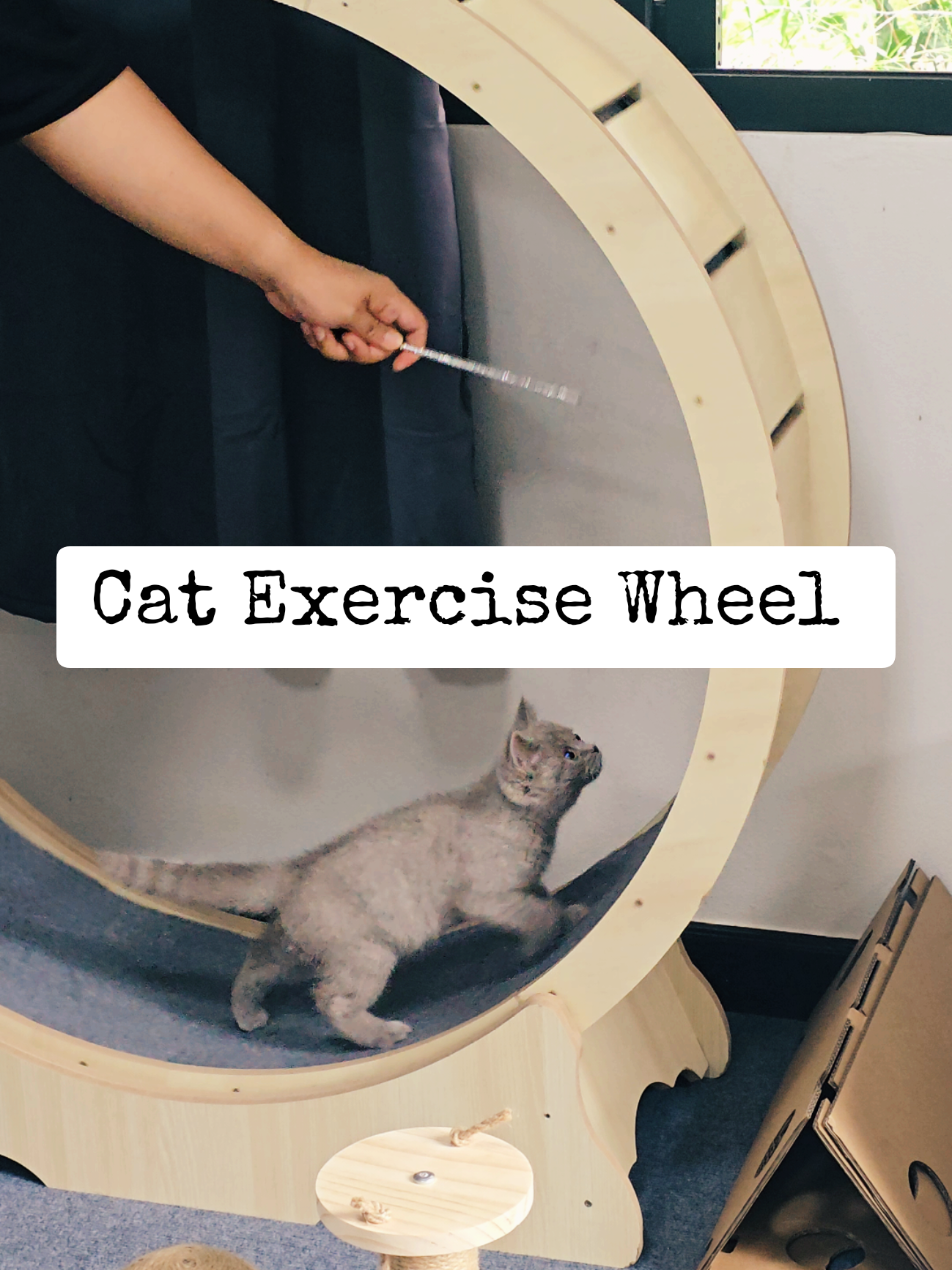 เหมาะสำหรับน้องแมวที่ทำหมันแล้วมีกิจกรรมน้อย น้ำหนักตัว มาก น้องแมวที่อาศัยอยู่บนคอนโด หรือ ห้องที่มีพื้นที่ในการวิ่งเล่น ที่จำกัด ลู่วิ่งแมวเป็นอีกหนึ่งทางเลือกในการช่วยดูแลสุขภาพร่างกาย ของสัตว์เลี้ยง น้องจะได้ออกกำลังกาย มีกิจกรรมให้ได้เคลื่อนไหวร่างกาย #catexercisewheel #cattreadmill  #britishshorthair #cat #danny #johnnyyc