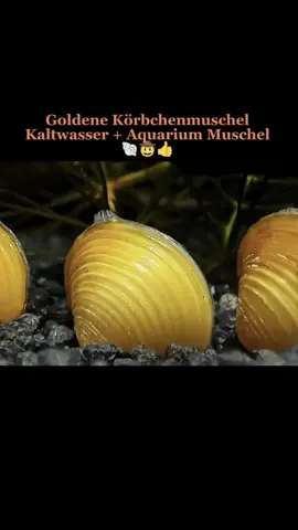 Goldene Körbchenmuschel | Kaltwasser + Aquarium Muschel | Corbicula javanicus 🐚🤠👍 - Muschel für das Aquarium / Mini Teich / Kaltwasseraquarium - Filtert und klärt das Aquariumwasser - Färbung = gelb / golden - Wasserhärte= mittel bis hart - Verhalten = sehr friedlich - Zucht = mittel Die kleine goldene Körbchenmuschel kommt ursprünglich aus Asien und kommt mittlerweile auch in manchen Gebieten in Europa vor. Mit ihrem sogenannten Fuß (sieht aus wie eine Zunge) können sich die Muscheln im Sand / feinen Bodengrund verankern und dadurch auch langsam fortbewegen. Als filtrierende Muschelart ist sie ein optimaler Besatz für das Aquarium / Mini Teich oder das Kaltwasseraquarium. Sie kann dabei auch mit anderen friedlichen Fischen, Schnecken, Garnelen / Zwerggarnelen, Zwergflusskrebsen, Fächergarnelen und weiteren friedlichen Bewohnern vergesellschaftet werden. Achtung: Eine Vergesellschaftung mit großen Krebsen oder schneckenfressenden Fischen ist nicht zu empfehlen. Die goldenen Körbchenmuscheln sind für ihre guten Dienste als natürlicher Wasserklärer / Wasserfilter geschätzt. Als Filtrierer filtern sie den ganzen Tag Mikroorganismen, Algen, Schwebealgen, Schwebstoffe, Bakterien, Kleinstlebewesen und Staubfutter, wie zum Beispiel mein Pure&Basic Powder oder Pudding aus dem Wasser. --- Das freut auch meine Lieblinge in meiner Aquarium Zuchtanlage: Zwerggarnelen / Garnelen, Aquariumschnecken / Schnecken, Krebse, Krabben, Wasserpflanzen, Moose uvm. 🦐🌿 Aqua Birne Shop: Aqua - Birne . de 🐌🦞 ▶️ Folge mir gerne für mehr! Aquaristische Grüße Daniel Birnbaum, die Aqua Birne 🍐🤠👍 . . . #Aquarium #aquariumhobby #garnelen #garnelenaquarium #garnelenbecken #nanocube #nanoaquarium #neocaridina #caridina #aquascaping #garnelenzucht #zwerggarnelen #aquaristik #fische 