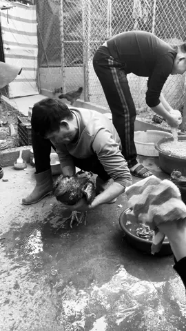 Từ hôm gà ông chú đ.á gà cháu mất mắt..ông chú nhường lại hơi nhiều (khả năng tối nay phải đưa ông chú đi giải hạn) #gà_chọi_việt_nam 