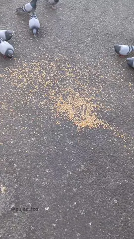 Dan disana itu banyak burung Dara loh temen2.. Sengaja bawa jagung dari Indonesia, buat kasih makan burung disana..🤗 Semoga semua yang liat video ini Allah ridhoi jadi tamuNya ya..  Biar bisa kasih makan burung juga disana..  Aamiin 🤲  #mekkah  #medina #burungdara  #jagung #fyp 