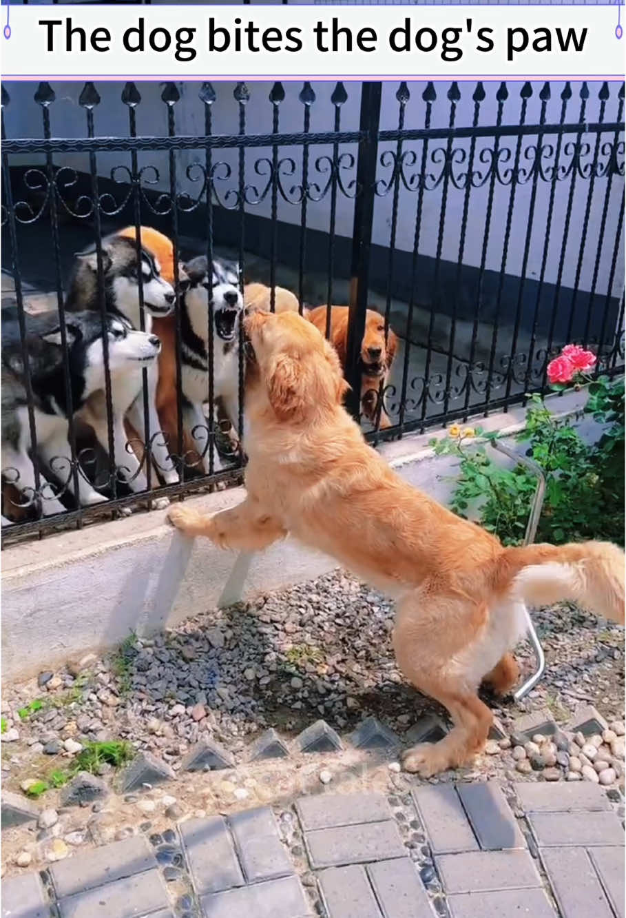 Dogs are happy in ways you can’t imagine #funny #happy #pet #cute #haha #play #dogs #🙈🙈🙈 