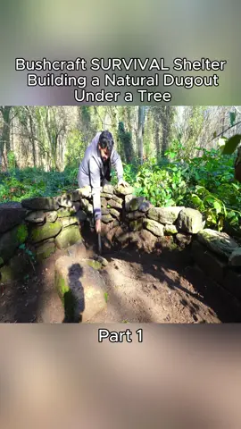 Part 1 Bushcraft SURVIVAL Shelter; Building a Natural Dugout Under a Tree #bushcraft #bushcraftsurvival #survival #camping #Outdoors #solobushcaft