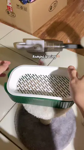 Bagus buat pencernaan anabul🫶🏼 #cat #catsoftiktok #cats #catslovers #kucing #kucinglucu #kucingtiktok #kucinggemoy #kucingoren #fypage #fyppppppppppppppppppppppp #fypp #fypシ゚ #fypシ゚viral🖤tiktok #fyppp #viralvideo #viraltiktok #viral_video #viralvideos #virall #fy #f #pyf #xyzbca #trend #trendingvideo #masukberandafyp 