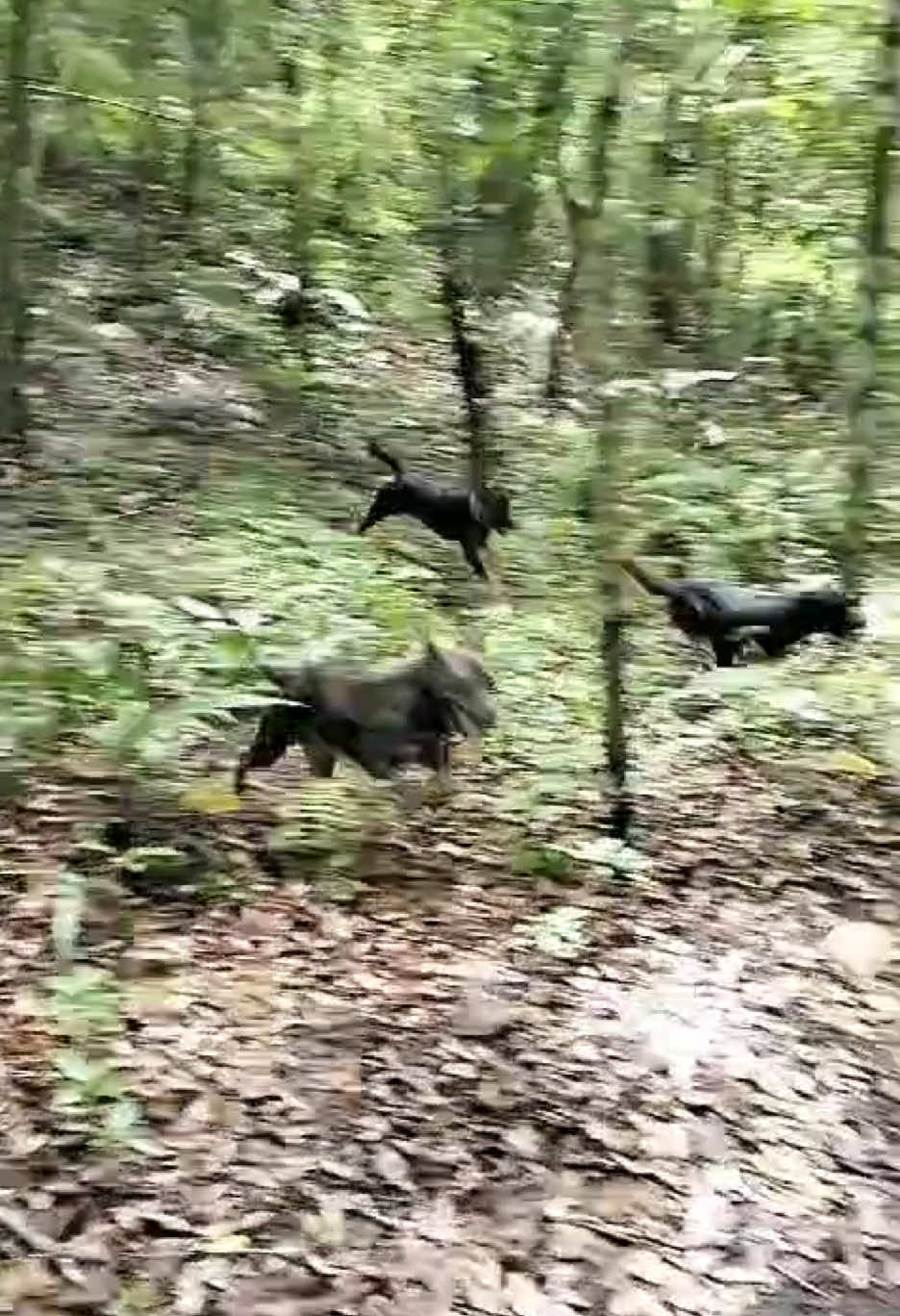 DoG balap liar 😂 Taruihh ka ujuang 🤪 #porbbisahalunsuhak #ytta #fyp #porbi #porbimarenten #porbi_sumbar #porbi50kota #porbiindonesia 
