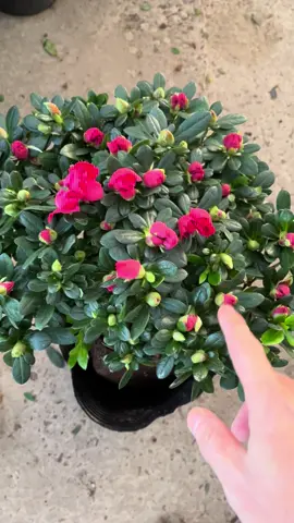 Đổ quyên nhỏ để bàn #vuonto 