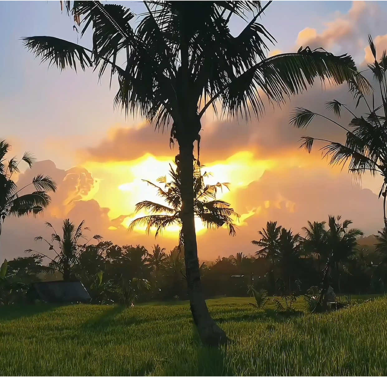 #CapCut | keinget apa? | #fyp #foryou #foryoupage #cinematic #cinematics #aesthetic #sawah #estetik #playdate #templatecapcut #fypシ #xyzbca 