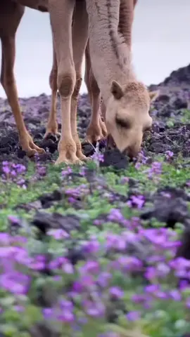 #تصميم_فيديوهات🎶🎤🎬 #اكسبلور 