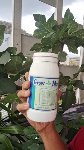 GROWMORE 32-10-10: Pilihan Tepat untuk Pertumbuhan Vegetatif Maksimal!