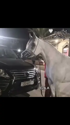 #خيول #العربي #🫶🐎🫶