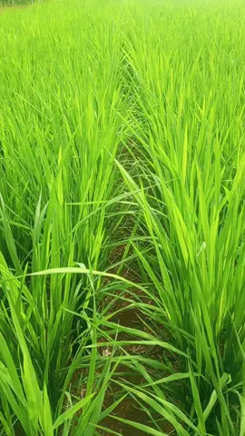 Alhamdulillah wes wayahe jebol parine. #belajartani #petanipadi #platbe #petanimilenial #petaniindonesia🇮🇩🇮🇩🇮🇩🌿🌿 