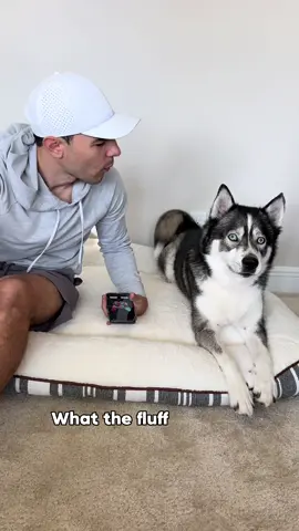 I don’t think it matter what language the spare speaks in… 😂 but I know I want more of these conversations…  #dogsofinstagram #dogsofinsta #dogtranslator #dogtok #husky #huskies