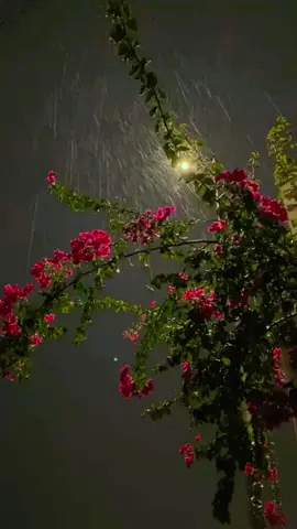 #صبيامطر #حسين_الاميري_يخنكني_لو_مر_العصر #جوي-المطر#♥️ 