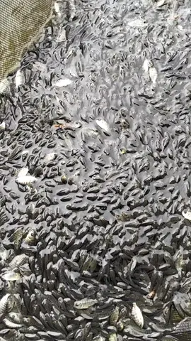 bibitunggul#nilakekar#rankkototinggi#semogaberkahamin #fyppppppppppppppppppppppp 