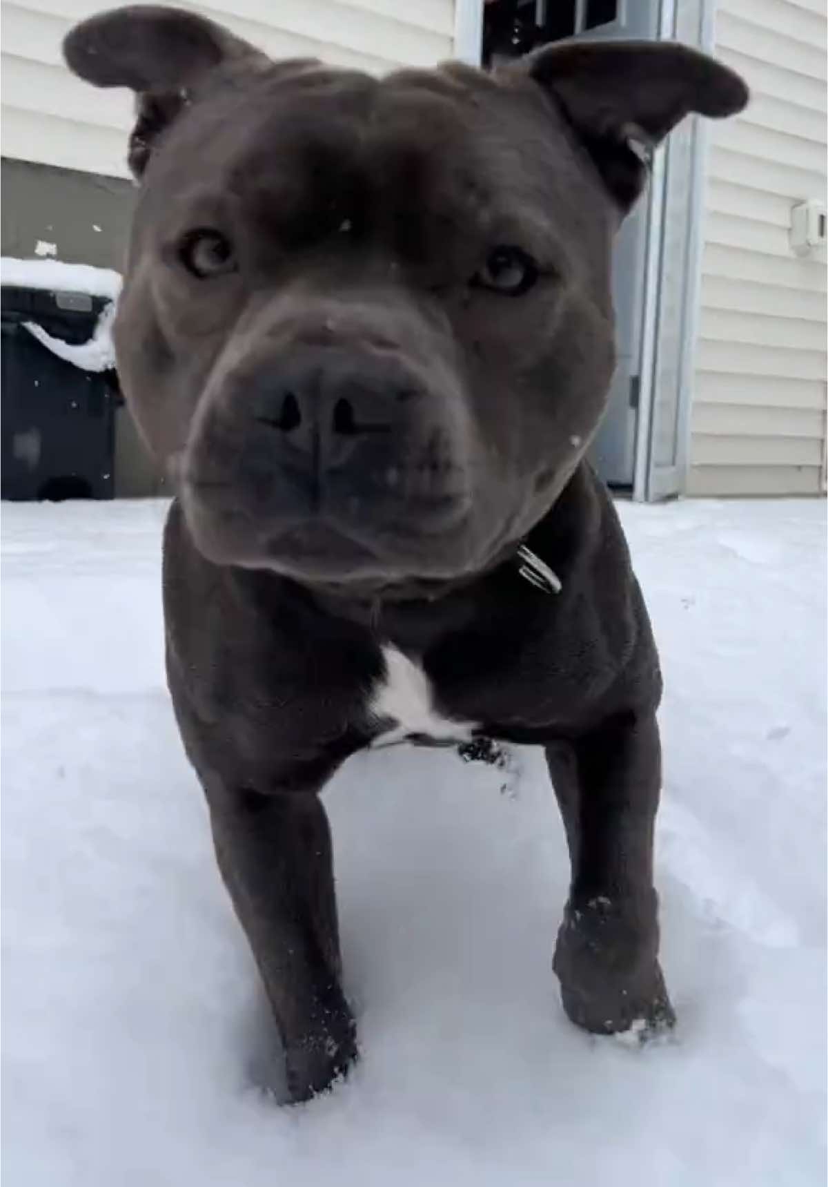 Something a little different today #staf #staffy #staffordshirebullterrier #fypp #fypシ゚viral #staffypuppy #puppytiktok #staffysoftiktoklove #funnyvideo #funnymoments #cutedog 