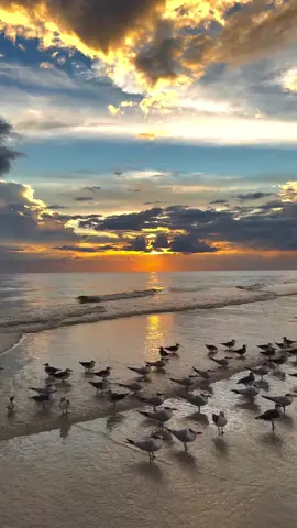 A beautiful Nature view with seabirds. #ocean #wildlife #trend #beautiful #scene #viral #video #short #trending #status #cloudy #nature #fpy #pfypシ #fpyシ #new #seawave #birds 