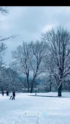 #brooklyn #newyork #prospectpark #prospectparklake #boadhouse  #swanlake #swan #snowflakes #snow #brightness ##sun #goodvibes #january #2025❄️🤍❄️ #fyyyppppppppp ❄️❄️❄️